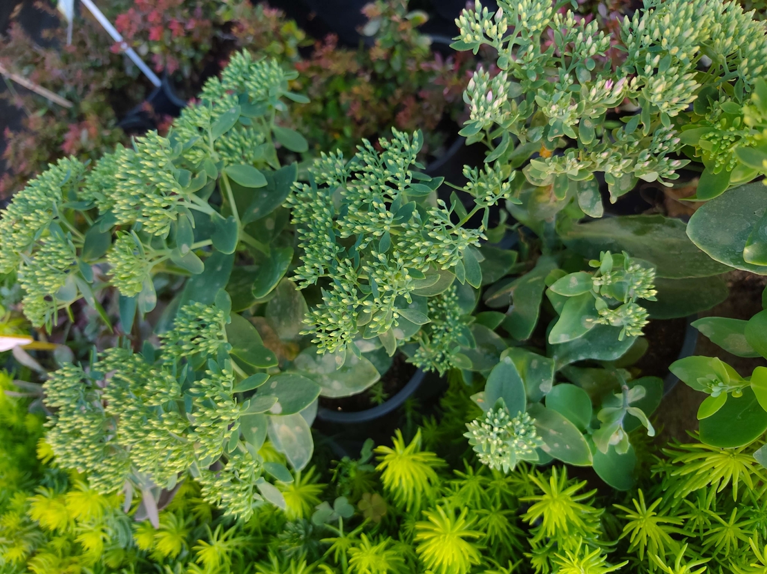 Sedum 'Hot Stuff'