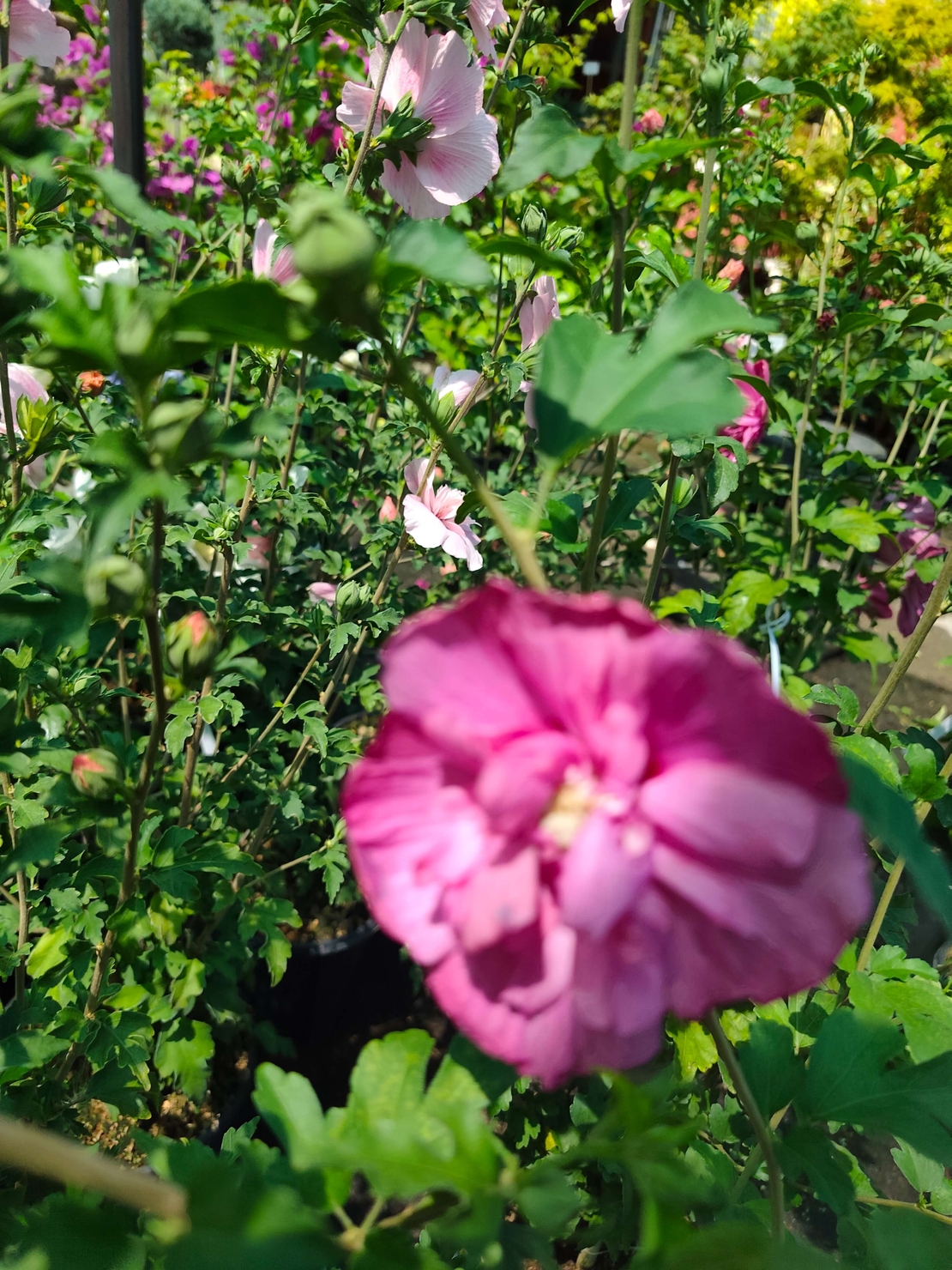 Hibiscus syriacus (Градински хибискус)