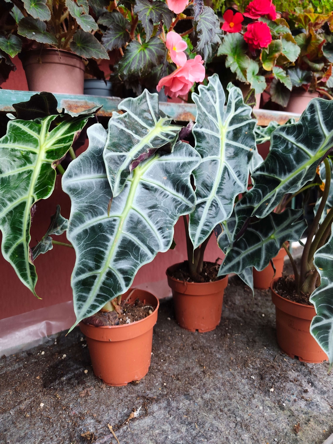 Alocasia Polly ( слонско ухо )