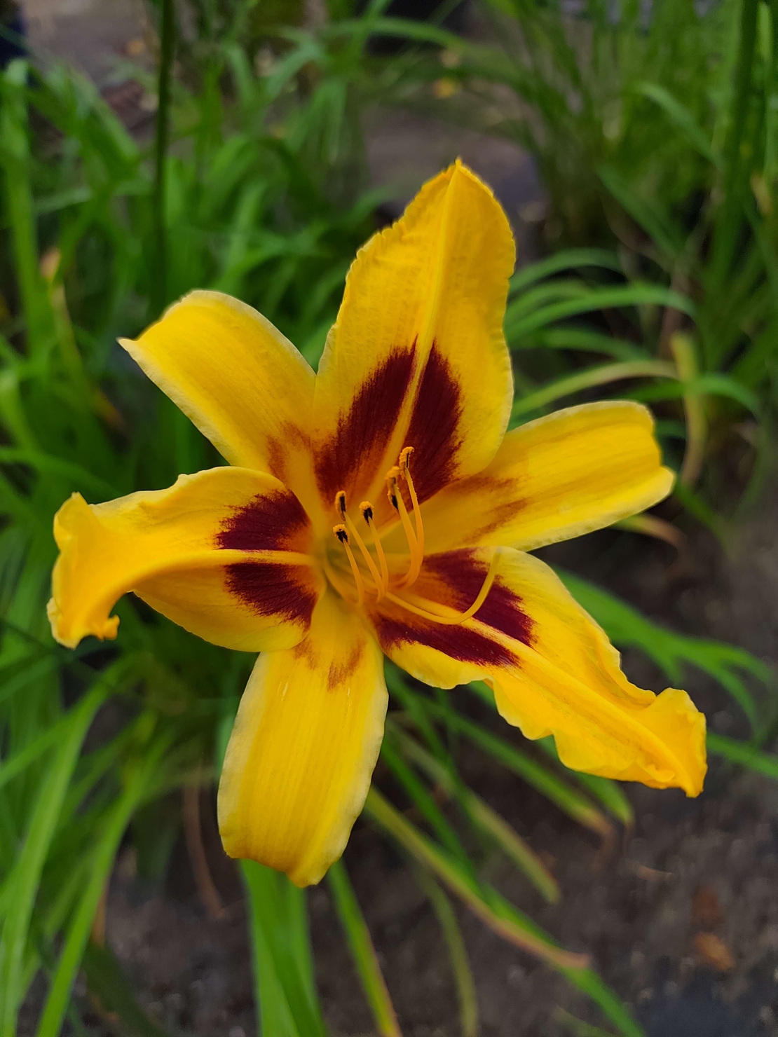 Hemerocallis
