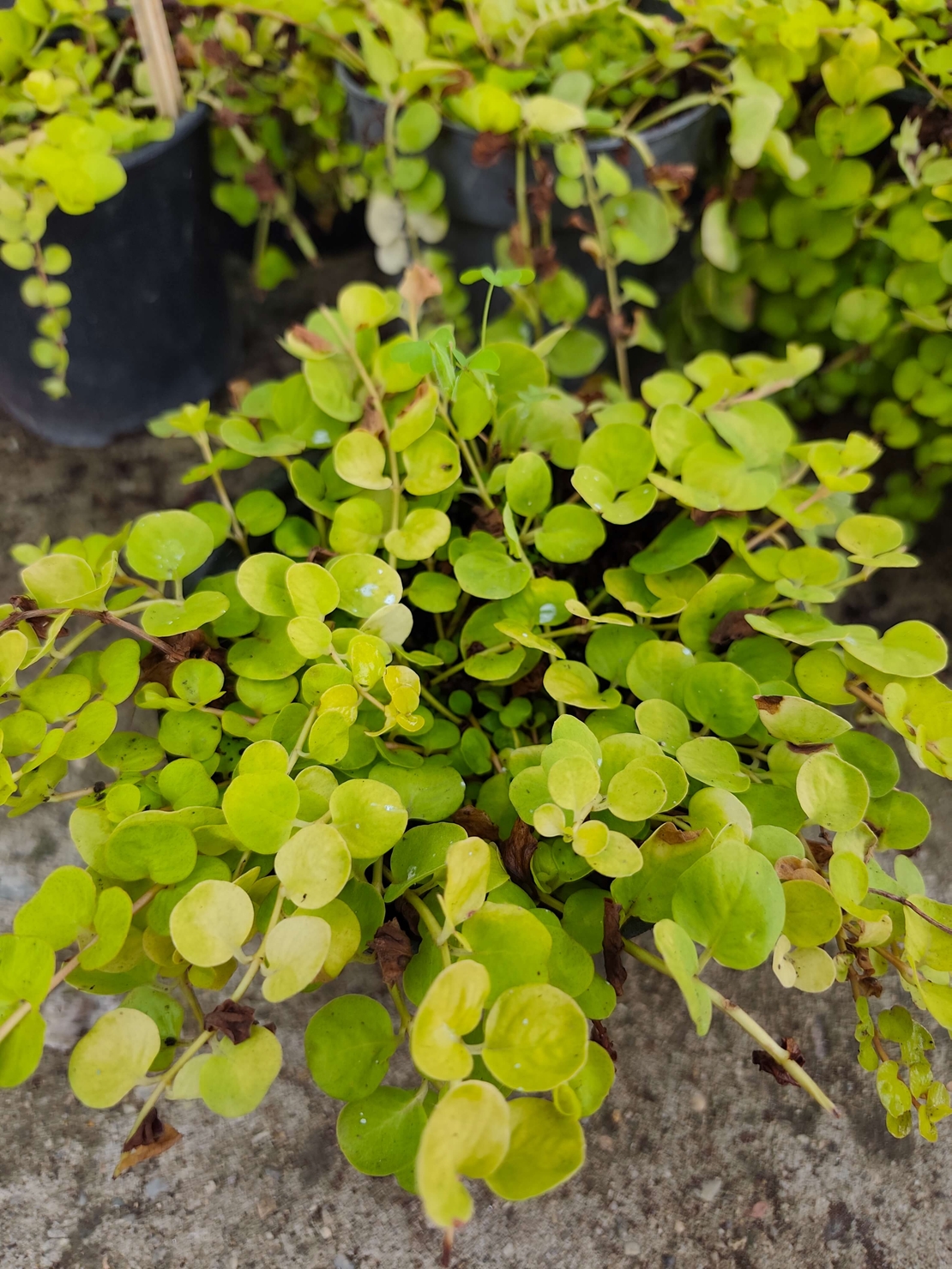 Lysimachia nummularia (Лизимахия)