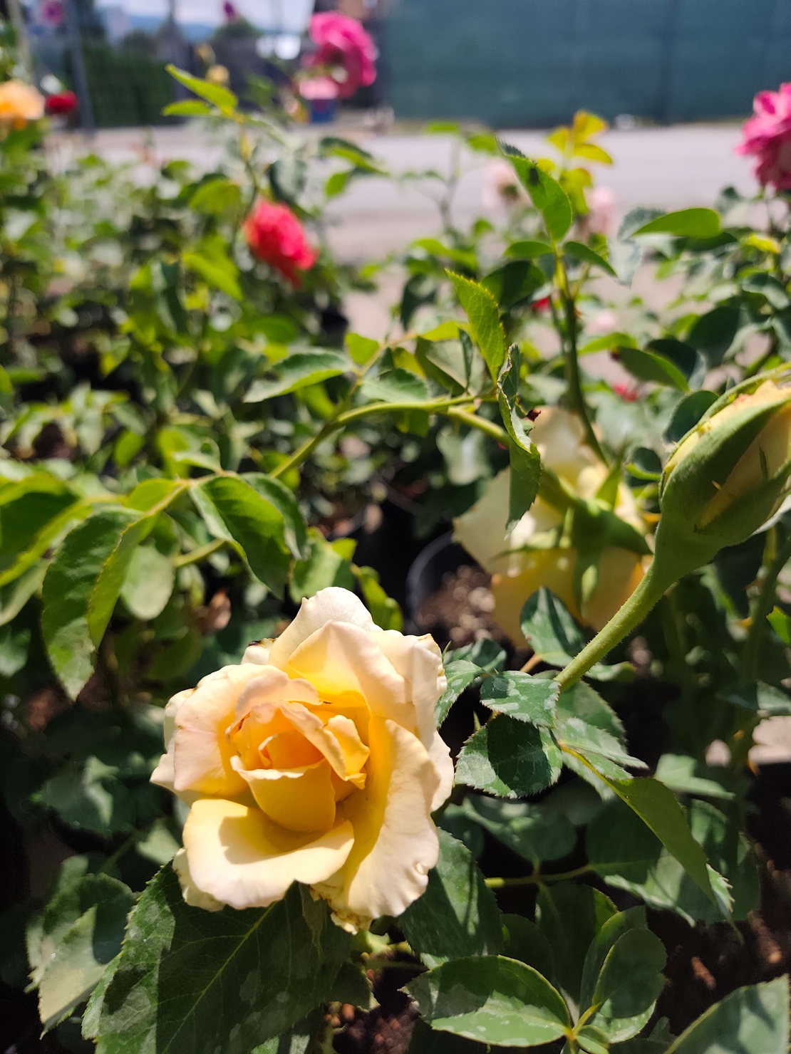 Rosa (Храстовидна роза) МИКС