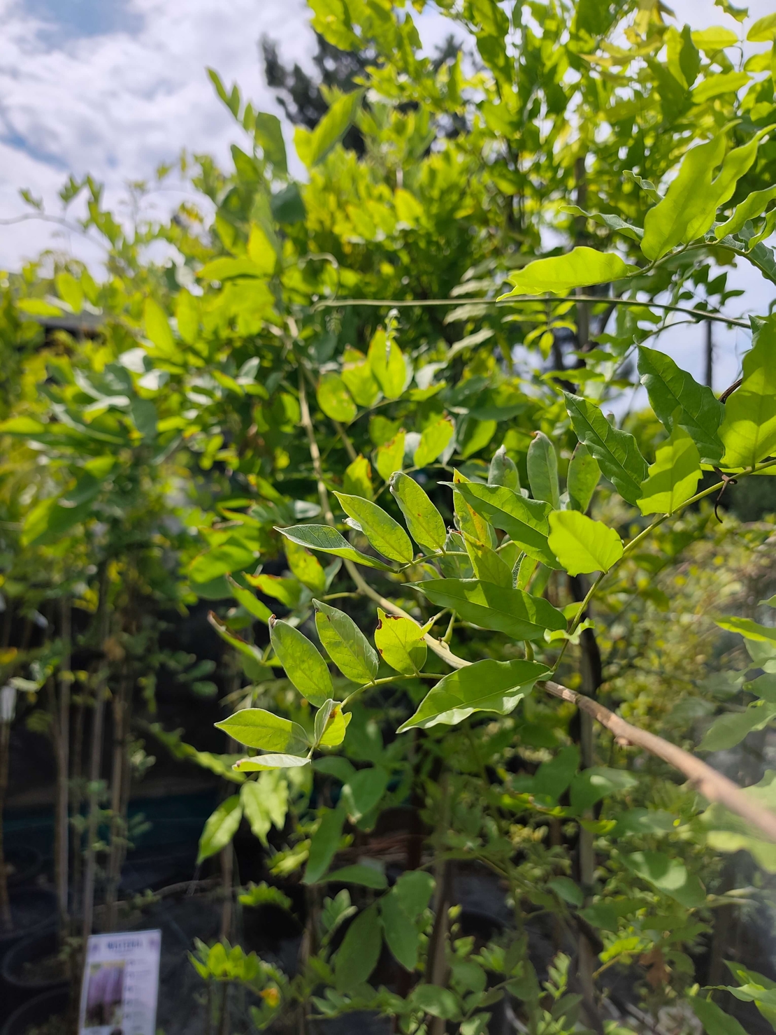 Wisteria brachybotrys 'Okayama' (Японска глициния 'Okayama')