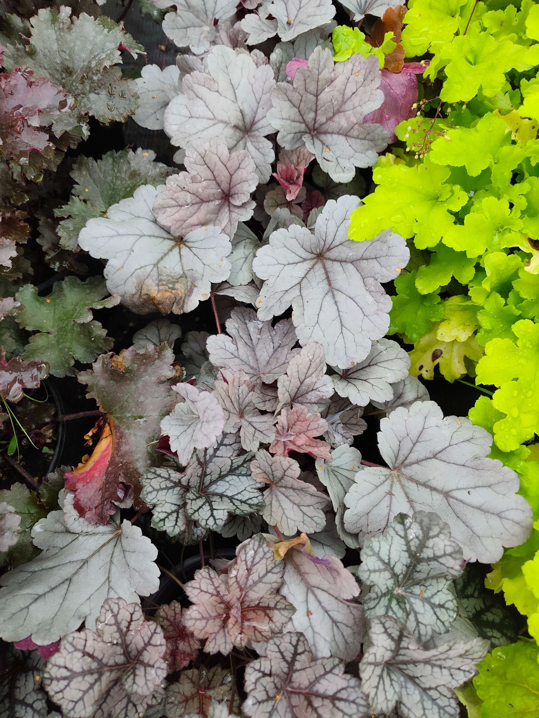 Heuchera