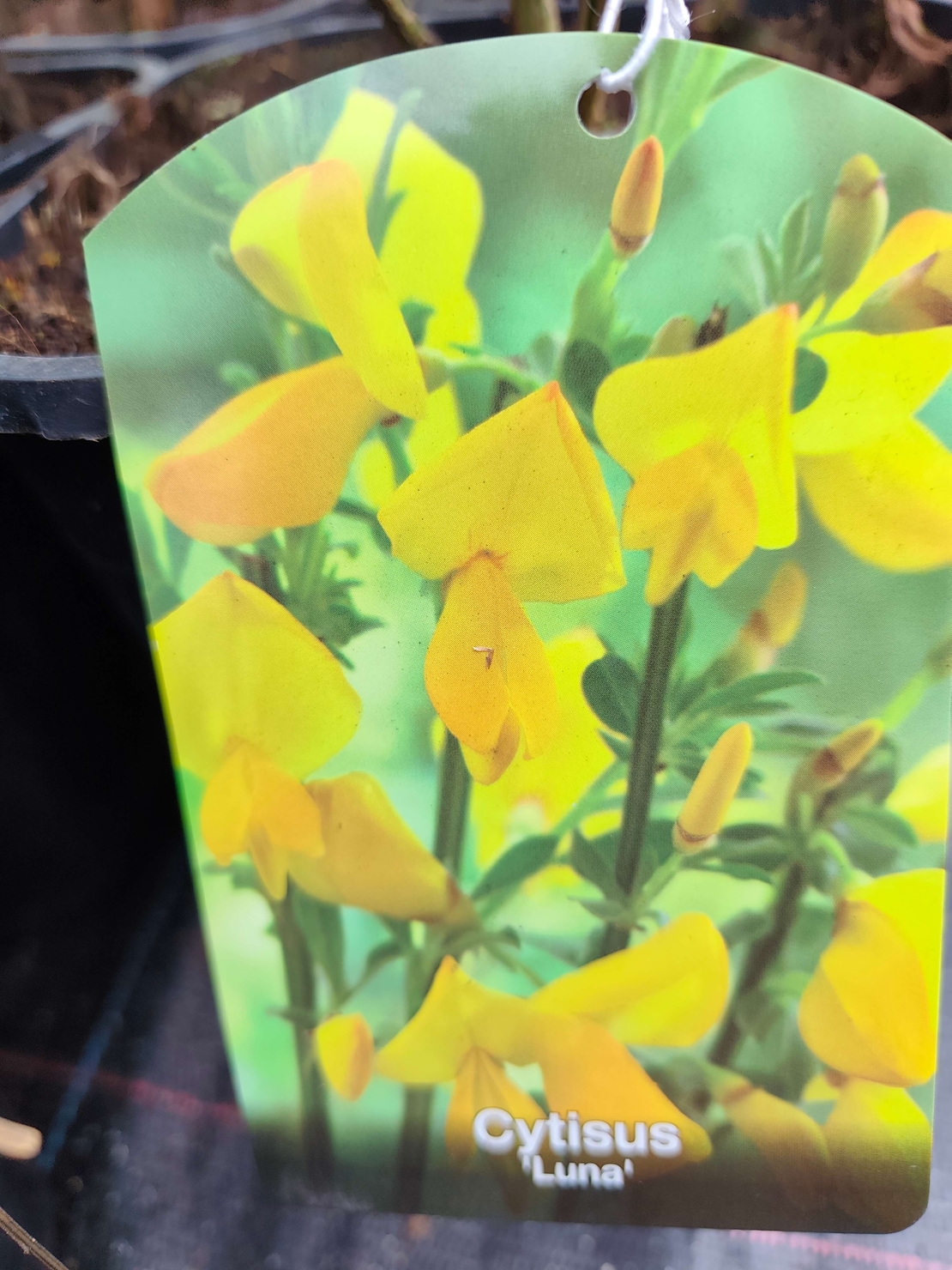 Cytisus Luna