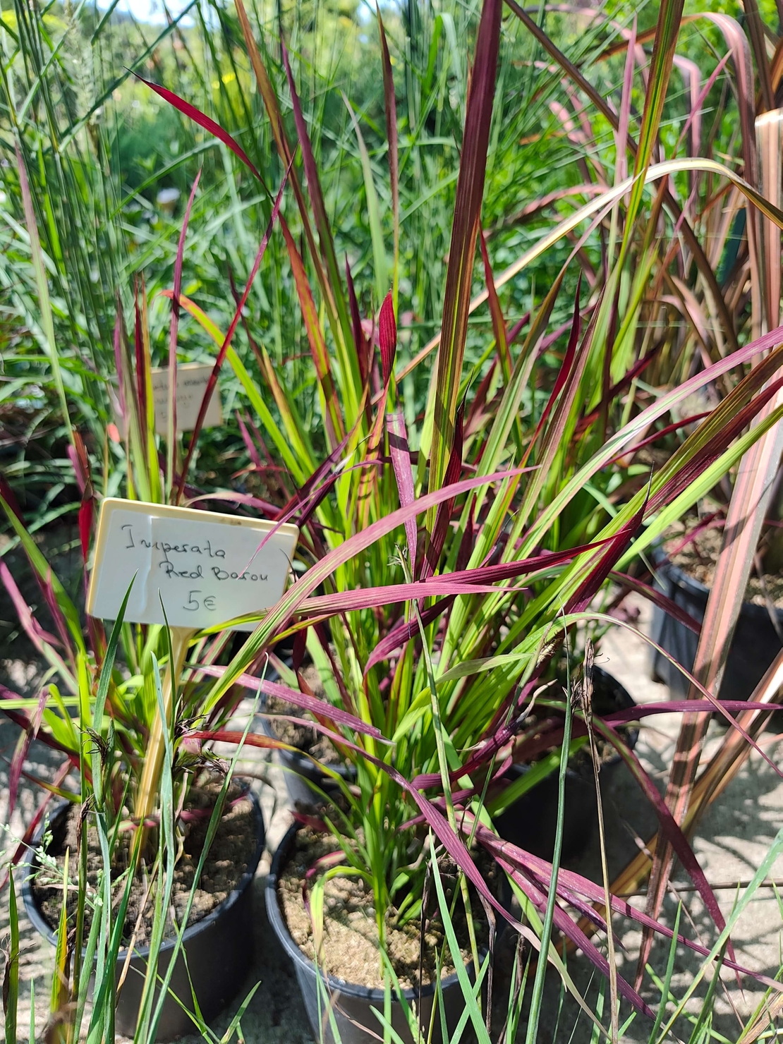 Imperata cylindrica 'Red Baron'