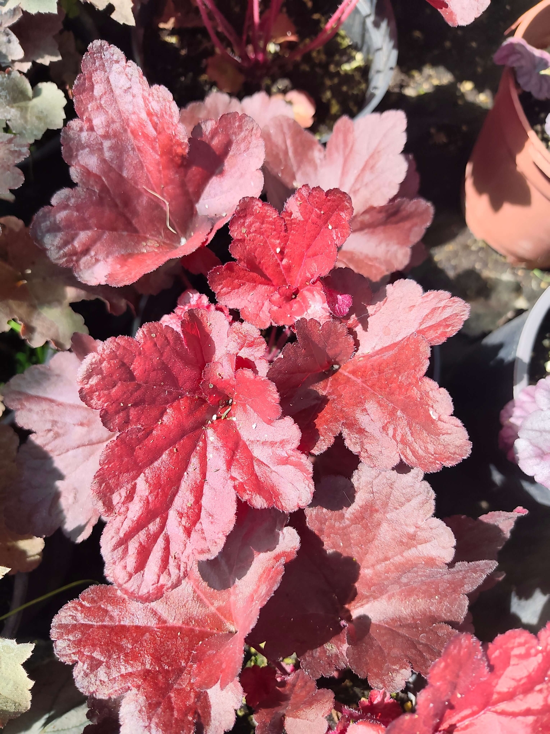 Heuchera
