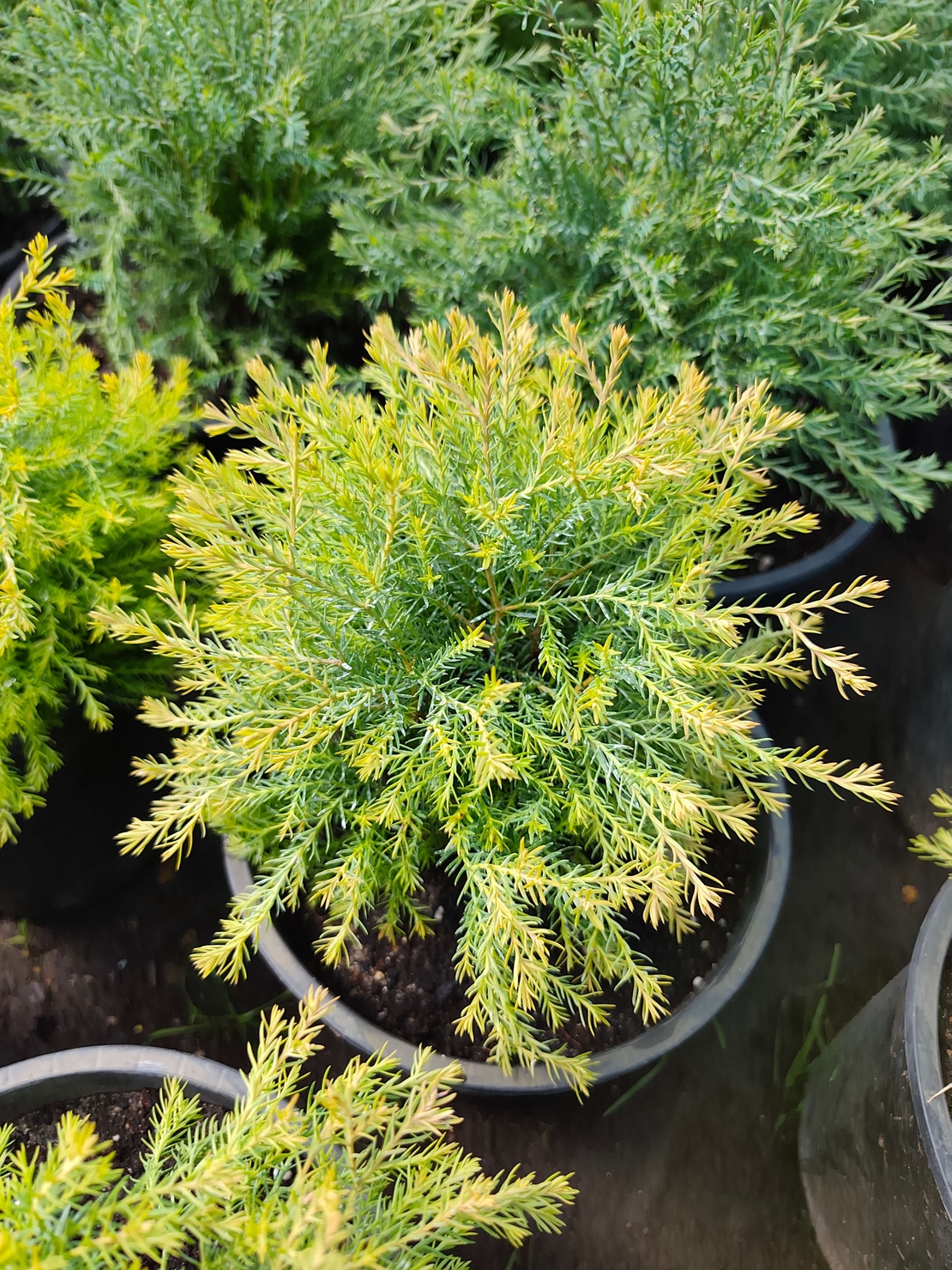 Thuja occidentalis 'Rheingold'