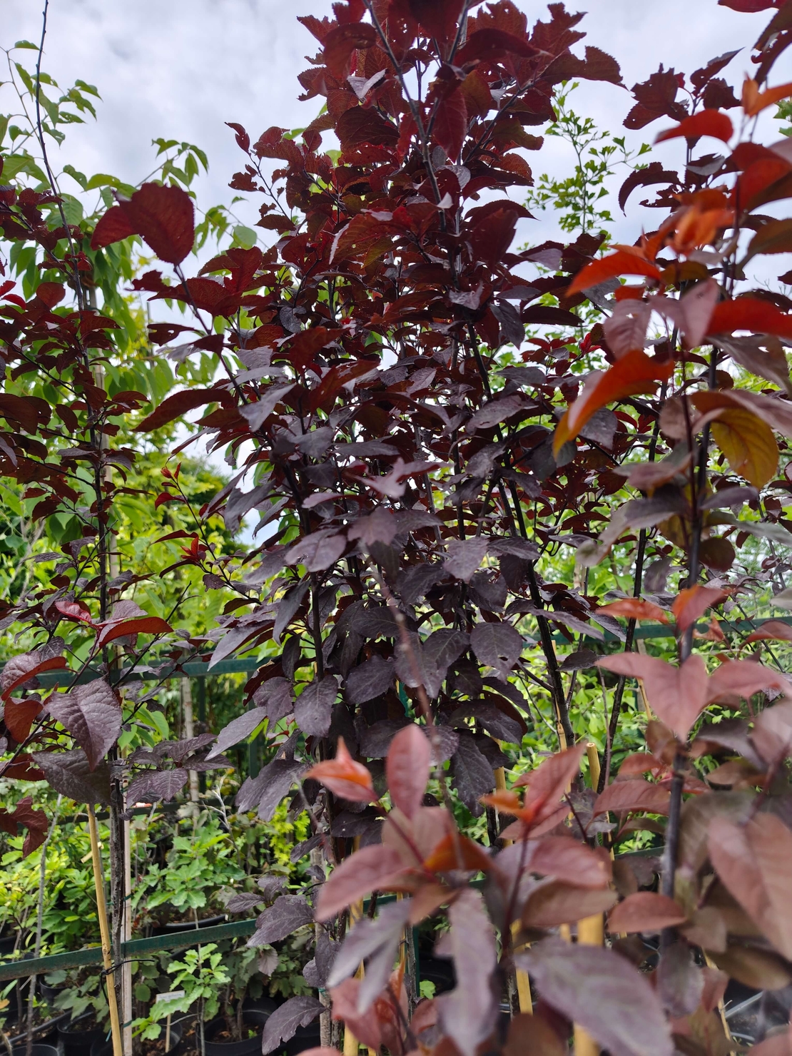 Prunus cerasifera 'Nigra' (Червенолистна джанка)