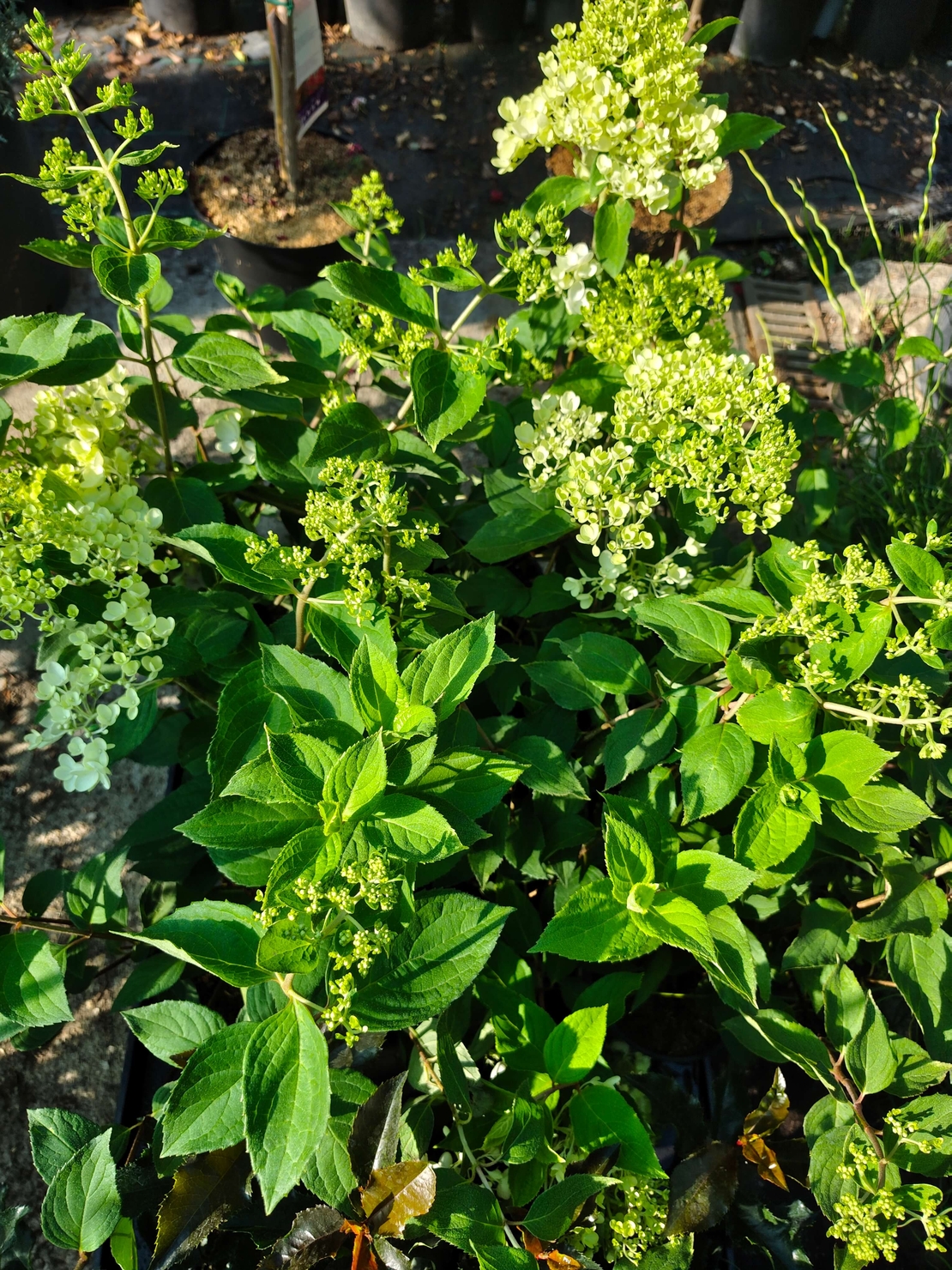Hydrangea paniculata ‘Candlelight’