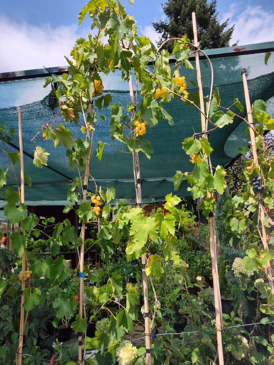 Vitis vinifera (Десертно грозде)
