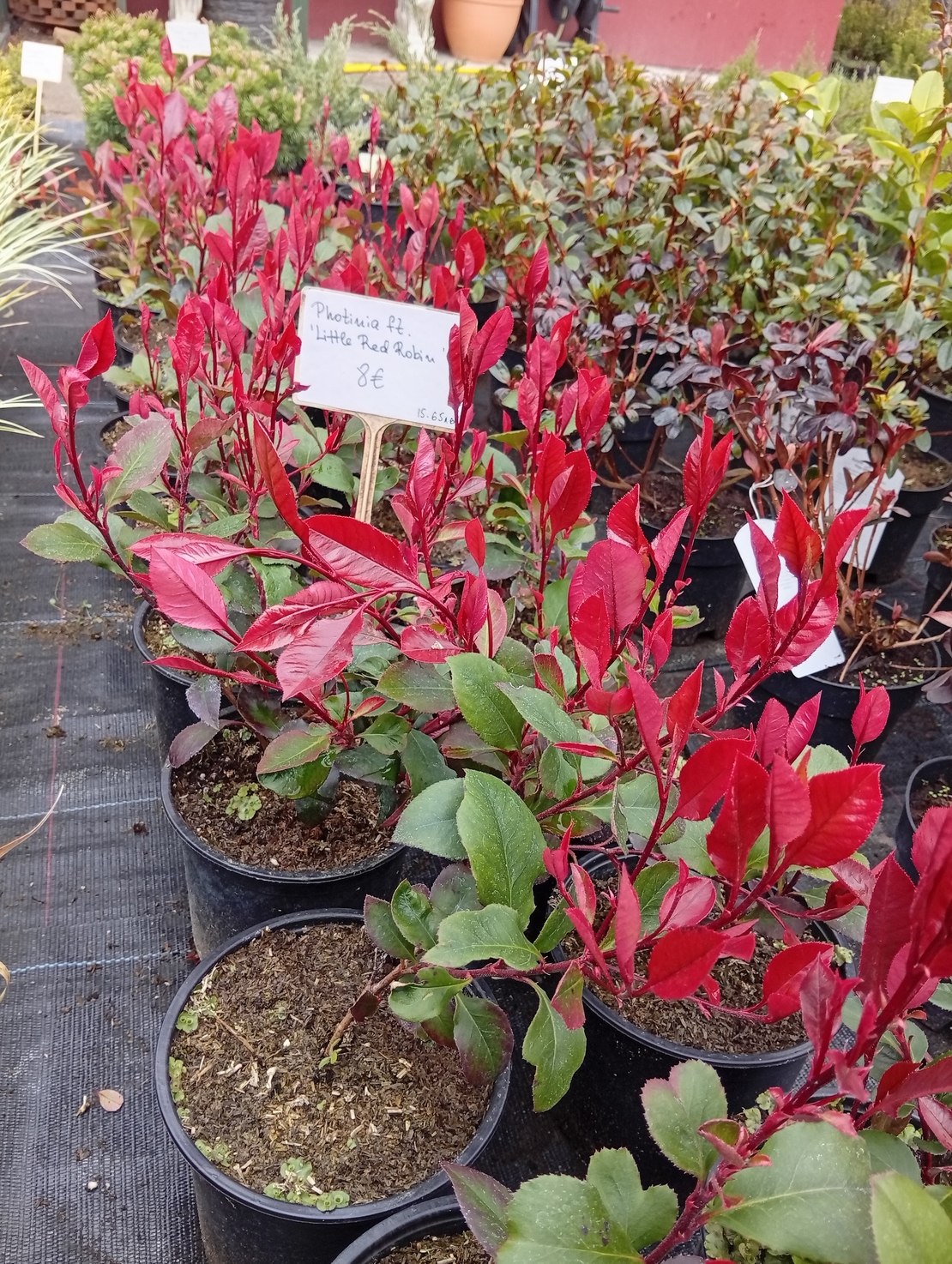 Photinia fraseri little Red Robin