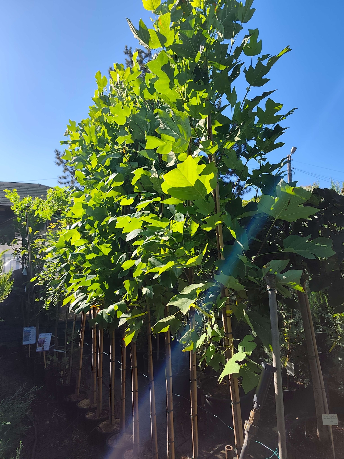 Liriodendron tulipifera (Лалеево дърво)