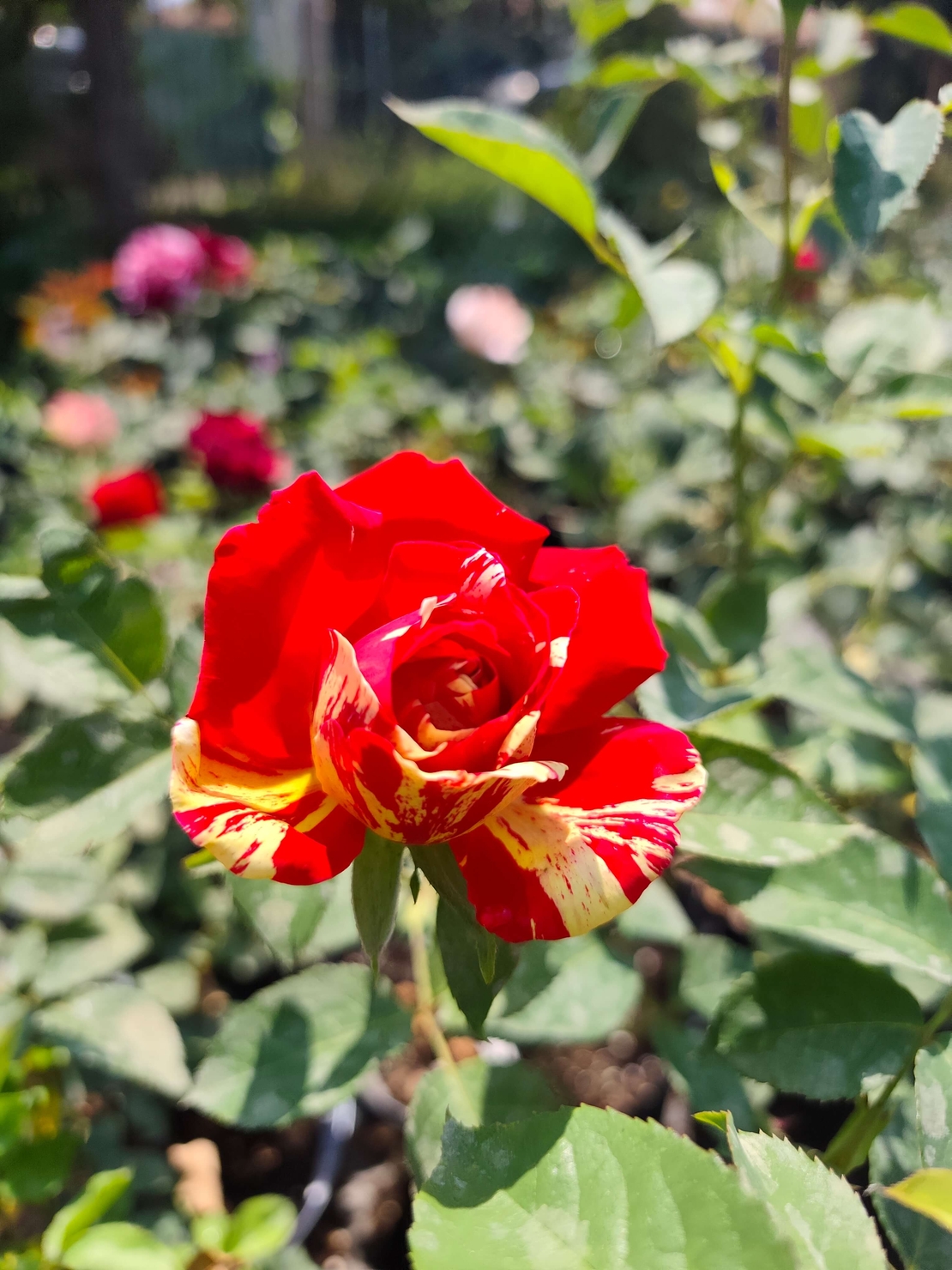 Rosa (Храстовидна роза) МИКС