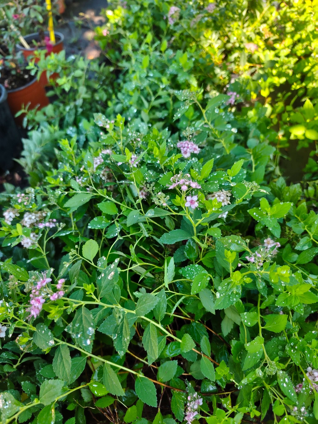 Spirаеа japonica Little Princess