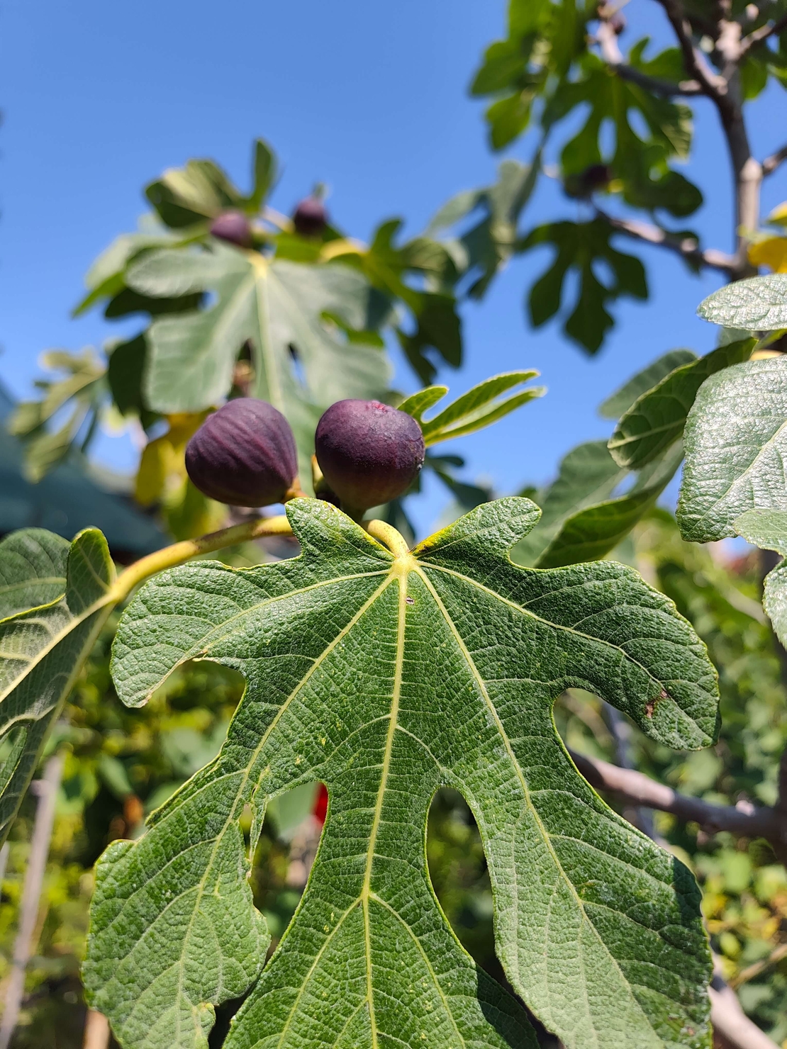 Ficus carica (Смокиня)