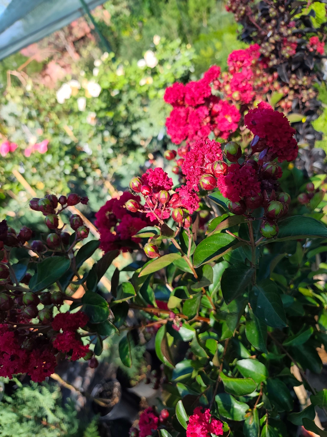 Lagerstroemia indica ‘Red Magic’ – на присадка