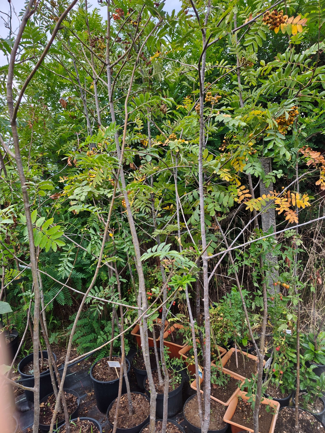 Sorbus aucuparia (Офика)