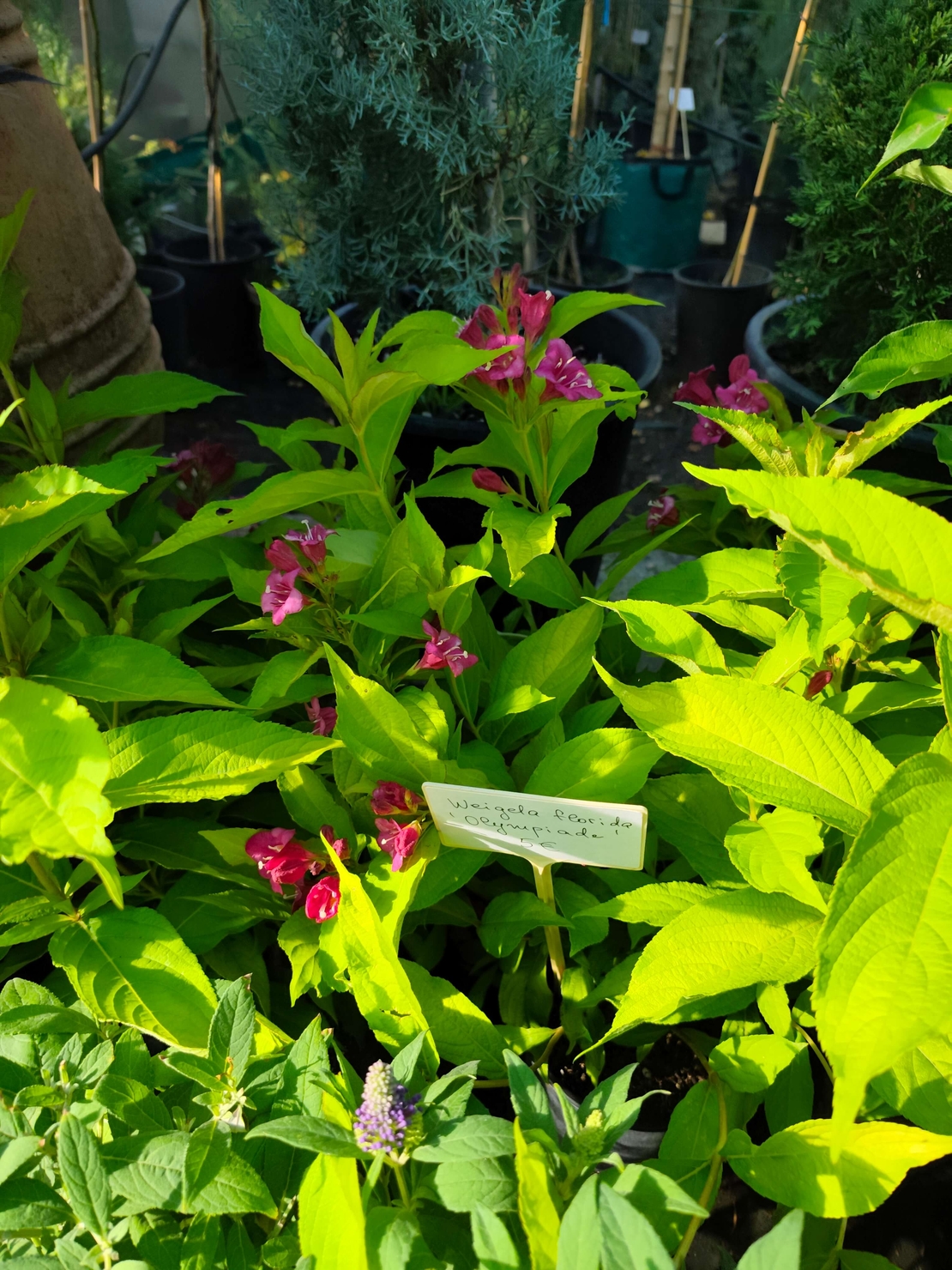 Weigela florida ‘Olympiade’