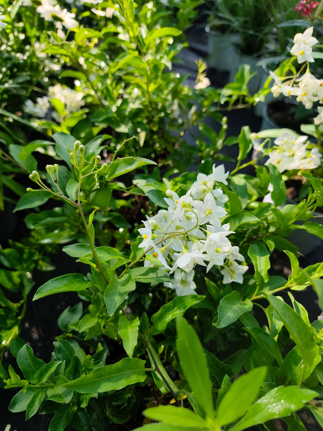 Solanum jasminoides (Картофен жасмин)