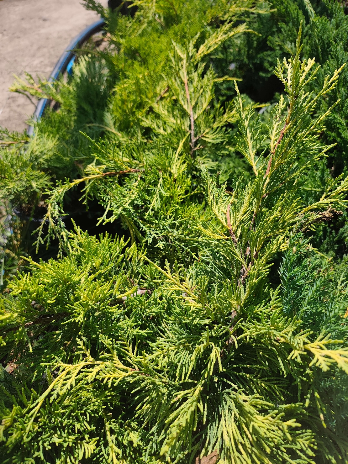 Juniperus horizontalis 'Lime Glow'