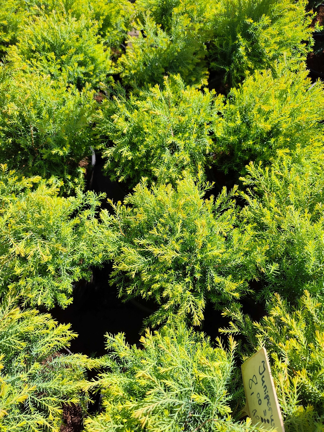 Thuja occidentalis 'Rheingold'