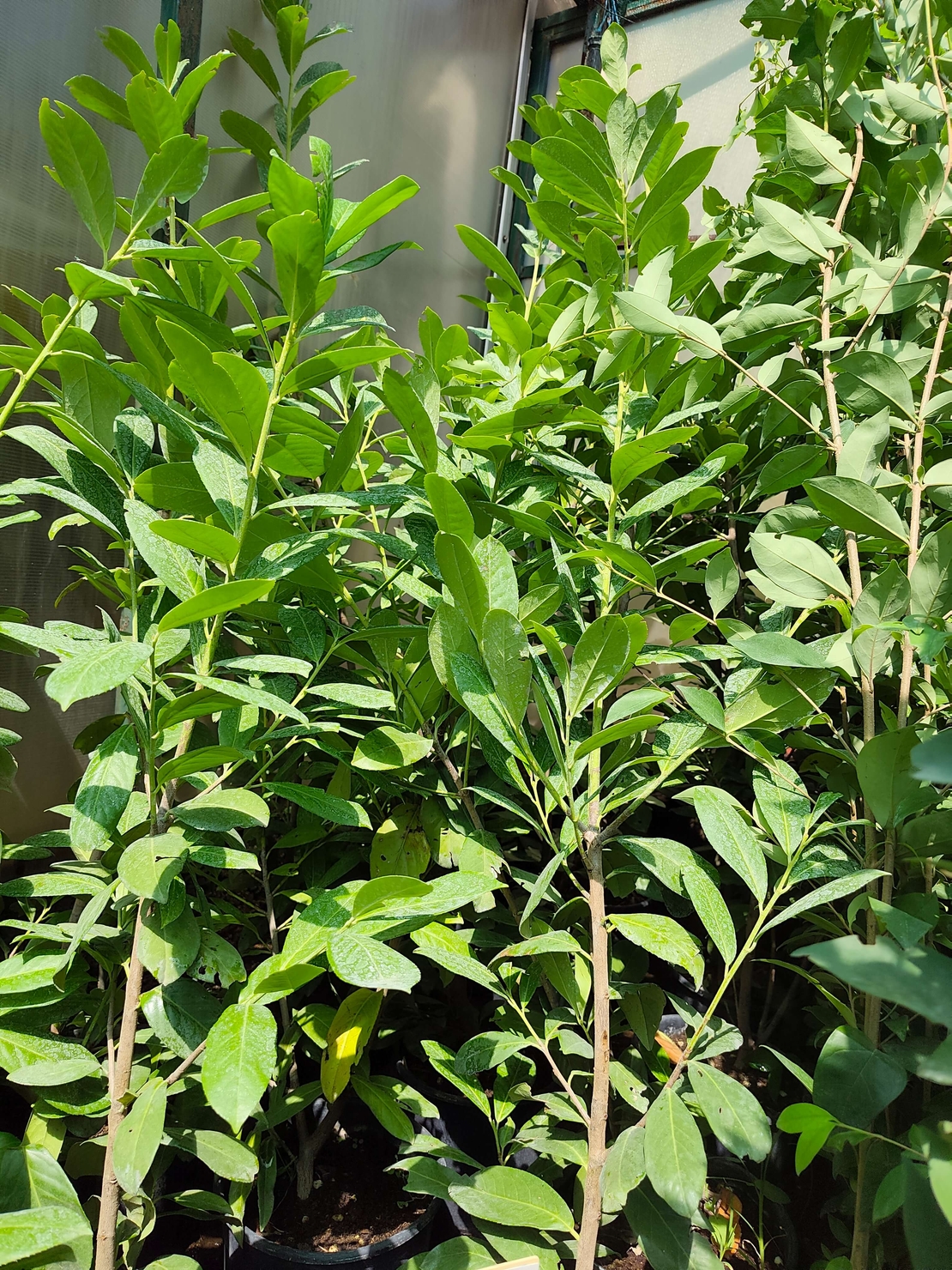 Prunus laurocerasus