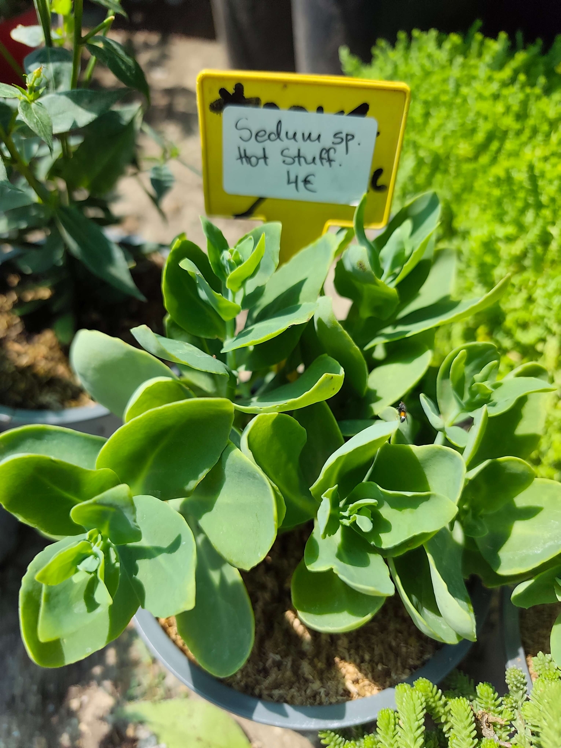 Sedum 'Hot Stuff'
