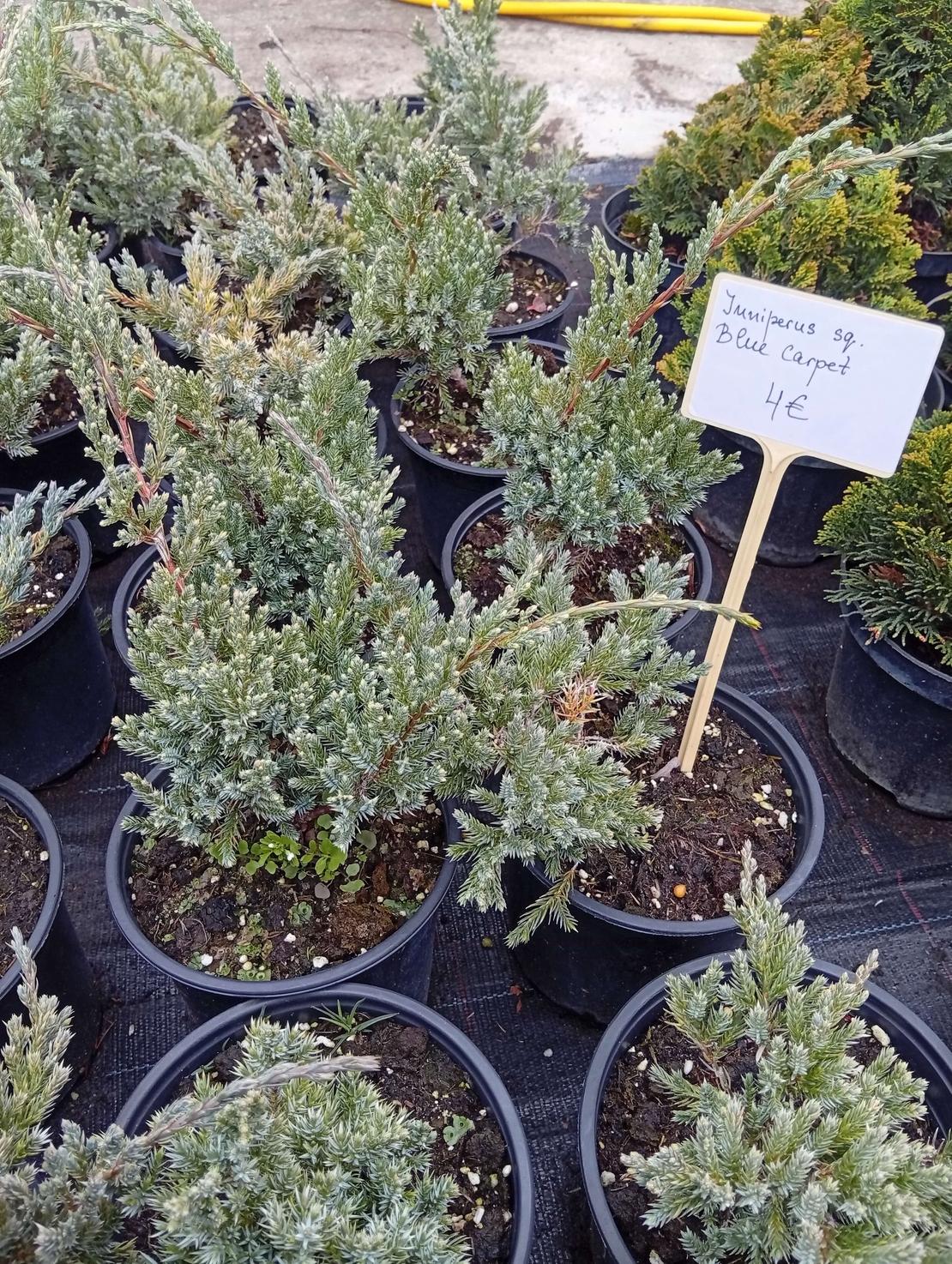 Juniperus squamata Blue Carpet