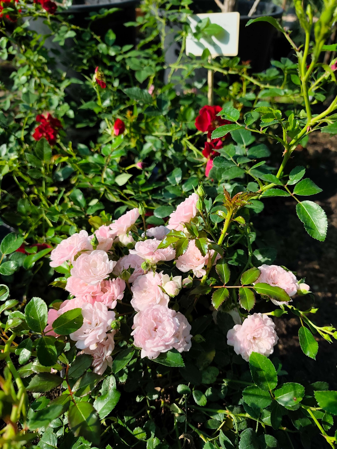 Rosa Mini (Мини роза)