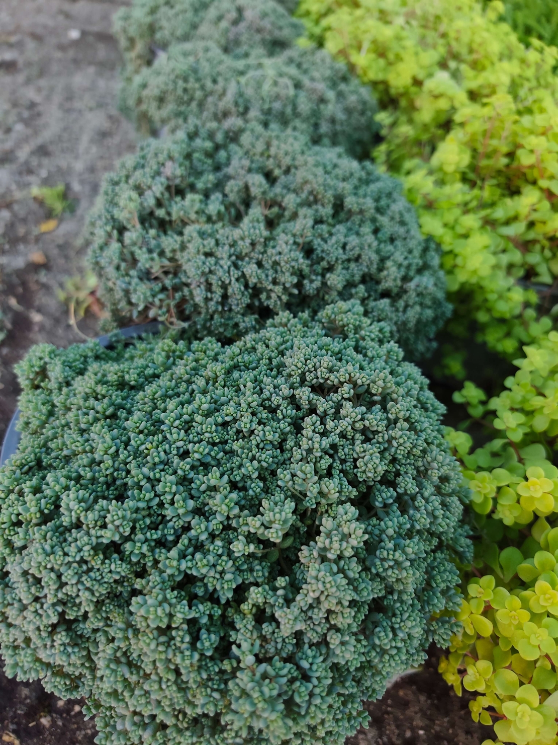 Sedum dasyphyllum (Дребнолистен седум)