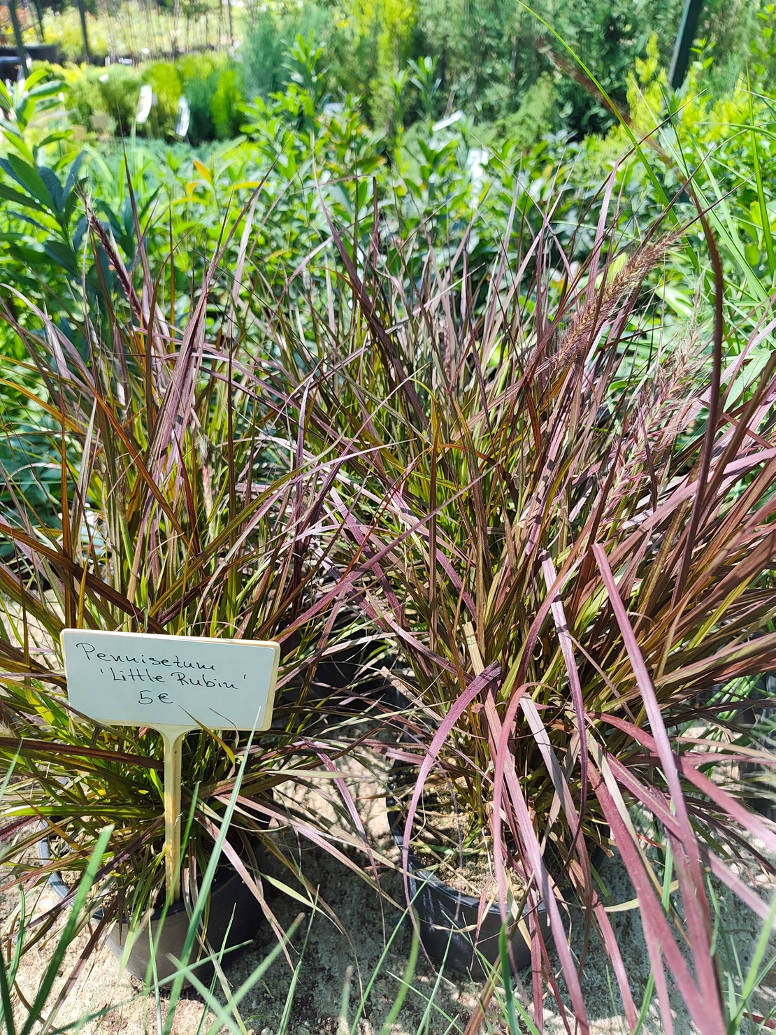Pennisetum setaceum 'Rubrum'