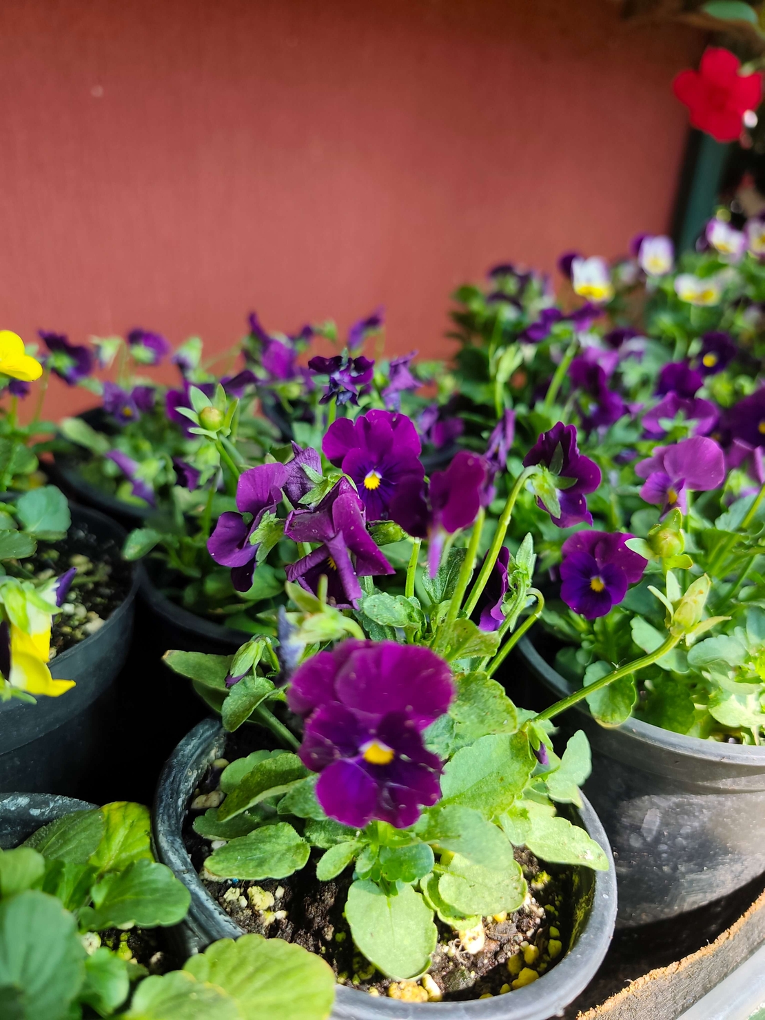 Viola × wittrockiana (Градинска теменужка)