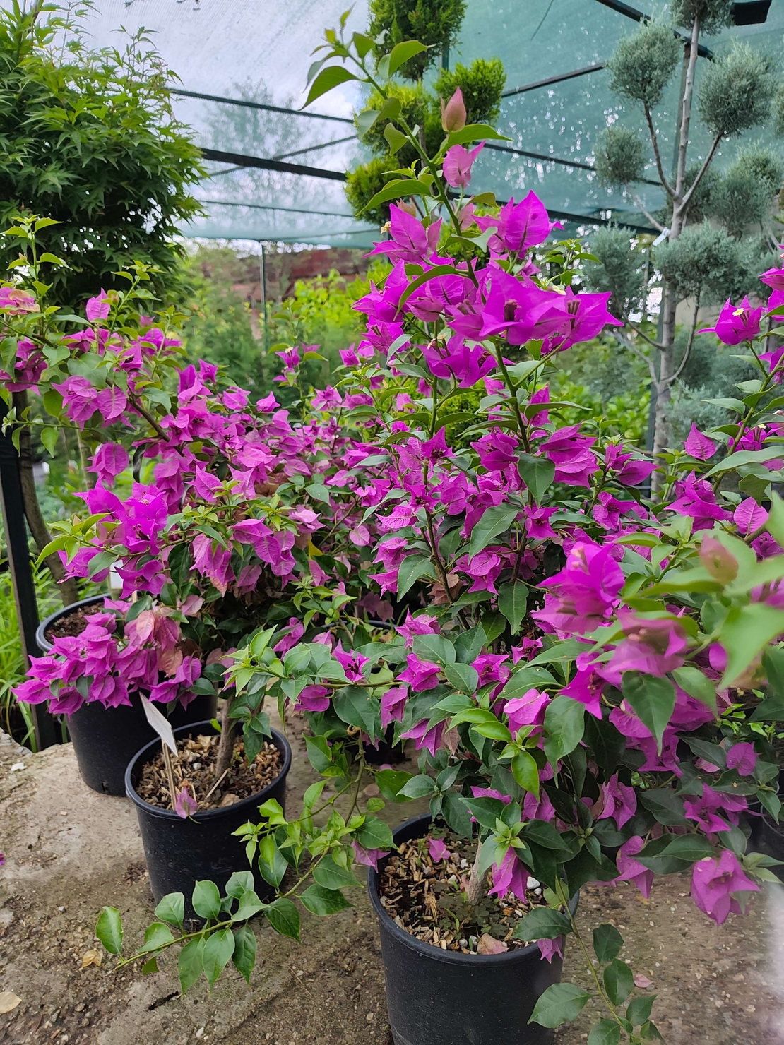 Bougainvillea (Бугенвилея)