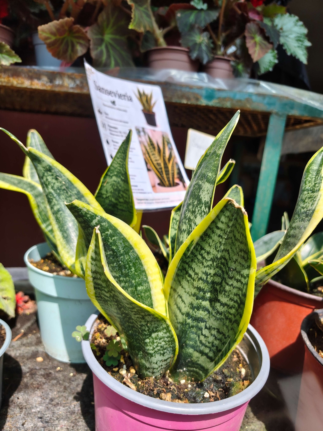 Dracaena trifasciata (Сансевиера)