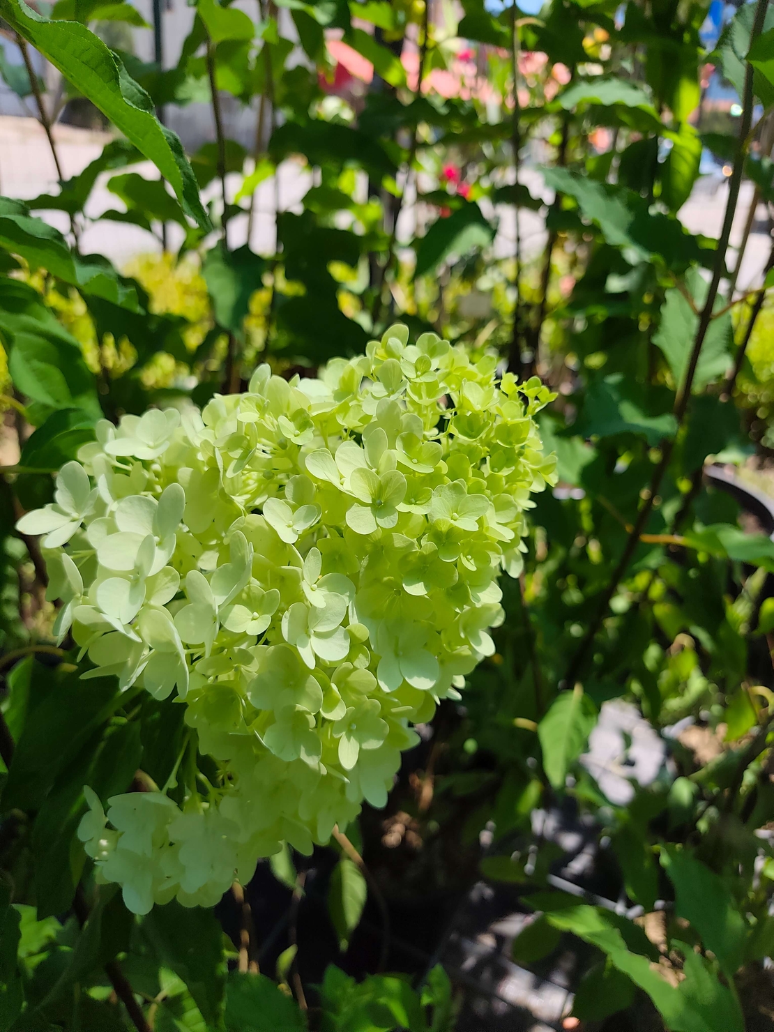 Hydrangea paniculata 'Bonfire'