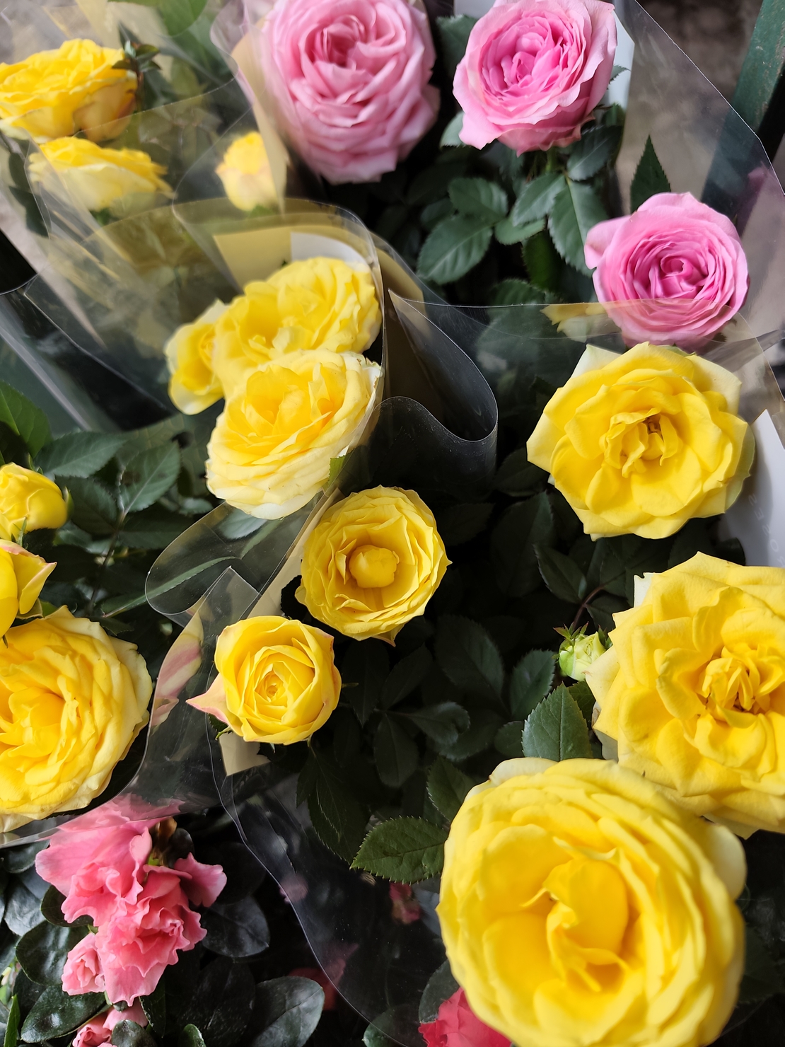 Rosa Mini (Мини стайна роза)