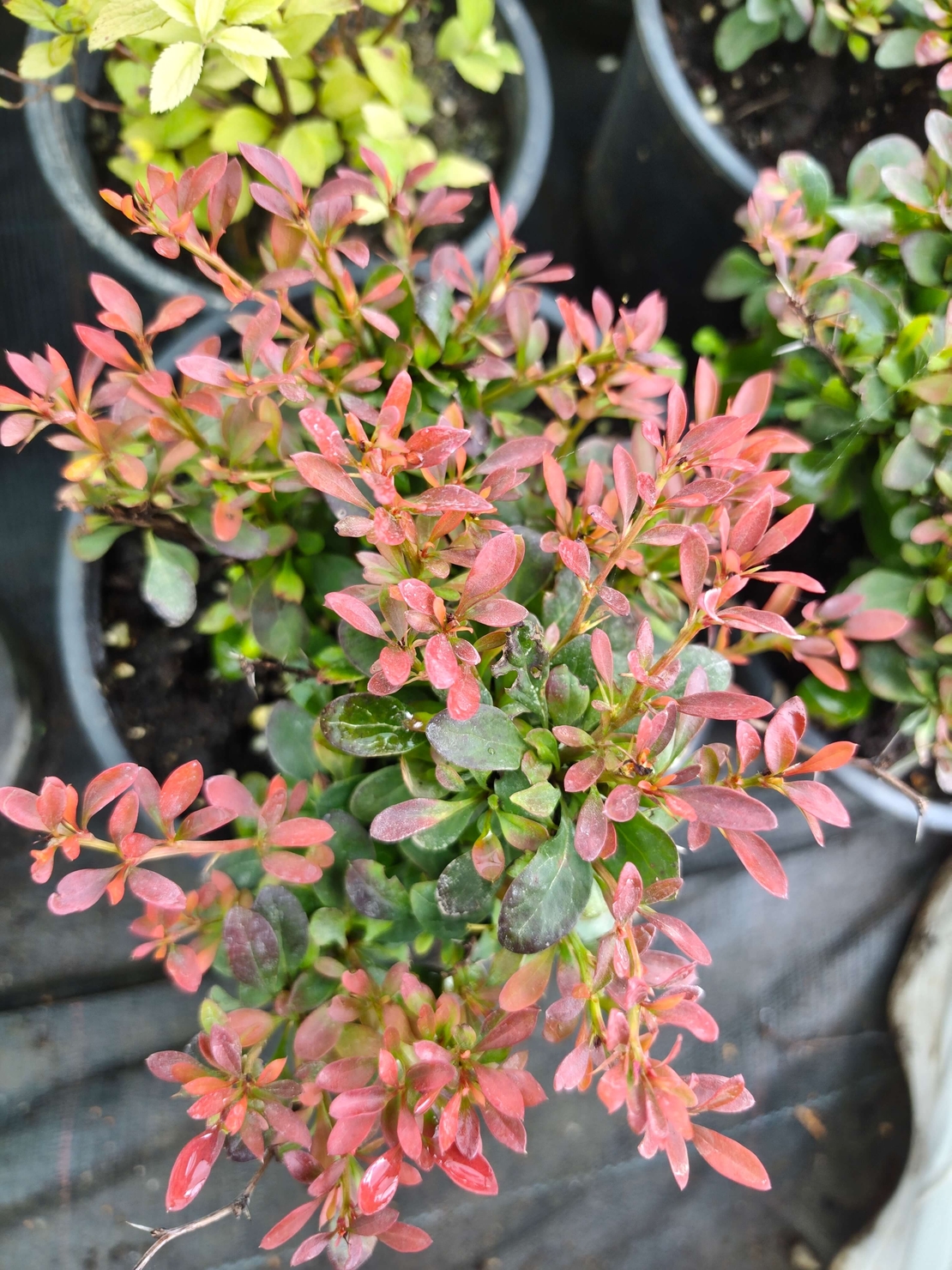Berberis thunbergii 'Bagatelle'