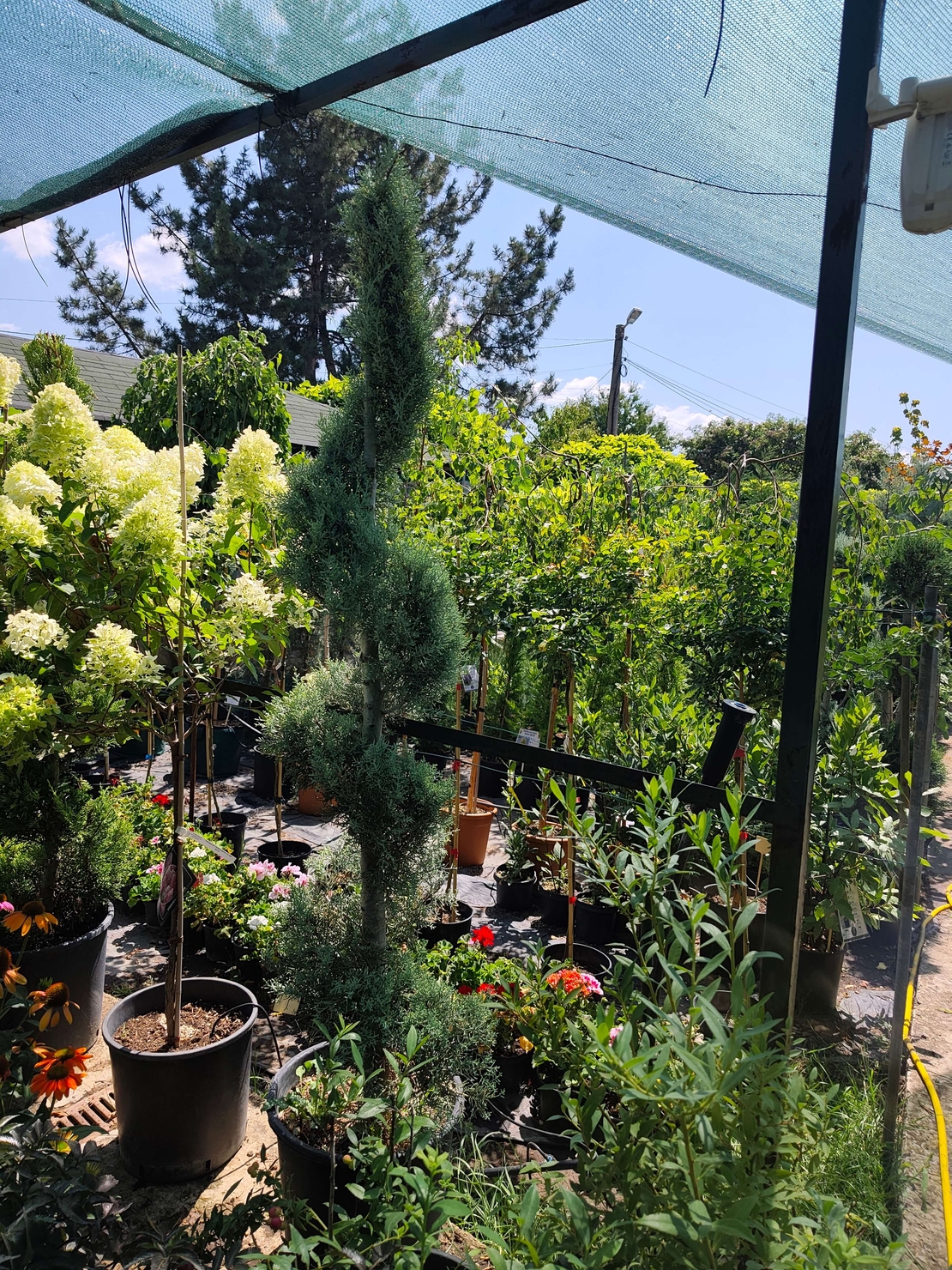 Топиар спирала Cupressus arizonica