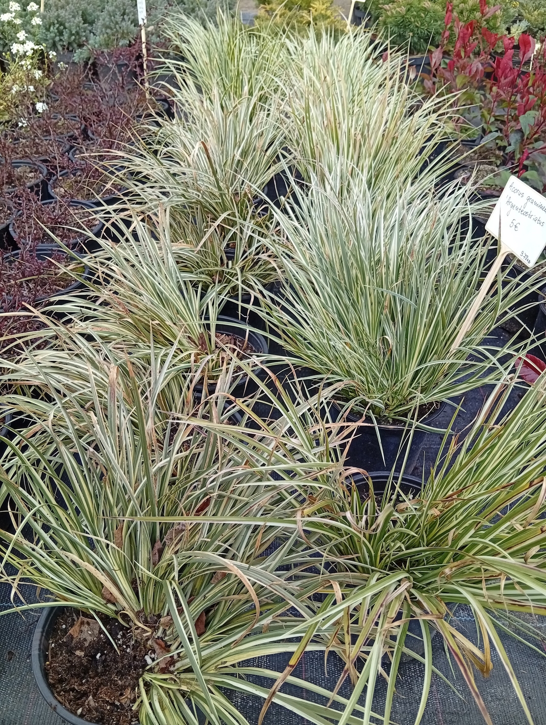 Acorus gramineus Argenteostriatus