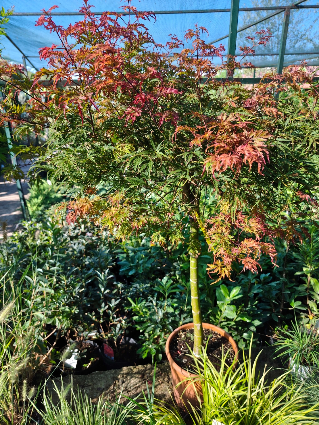 Acer palmatum ‘Heartbeat Red’