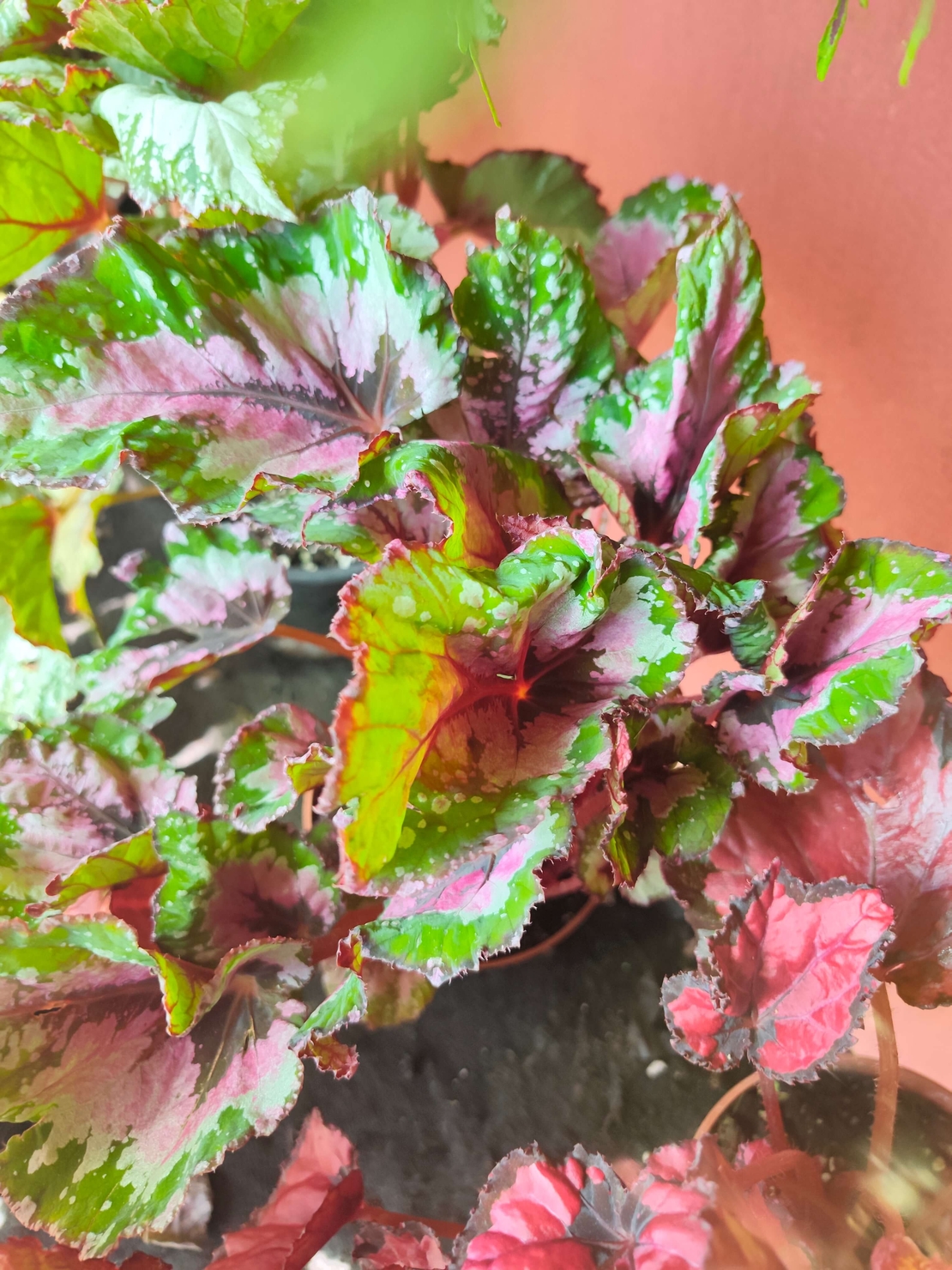 Begonia rex (Бегония рекс)
