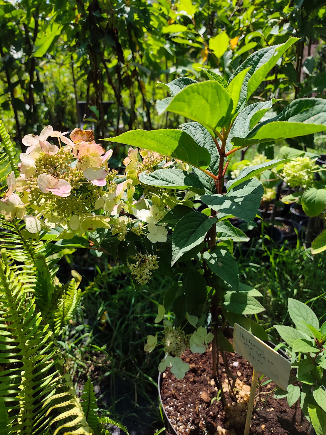 Hydrangea paniculata (Метличеста хортензия)