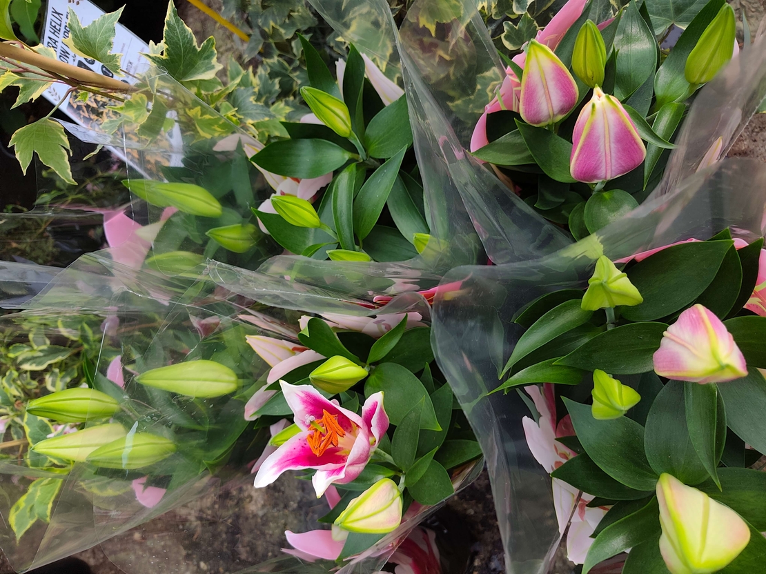 Lilium spp. (Лилиум / Лилия)