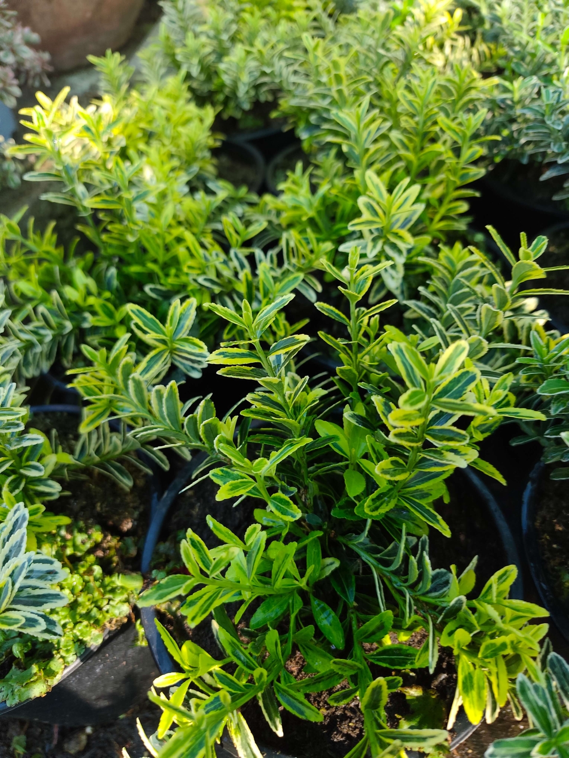 Euonymus japonicus ‘Microphyllus Aureovariegatus’ (Дребнолистен японски чашкодрян)