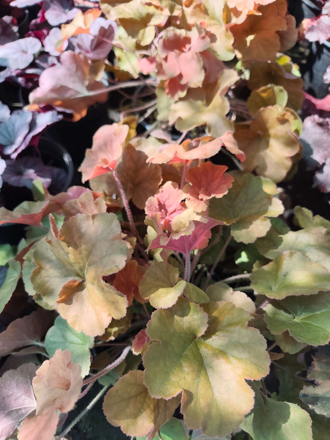 Heuchera