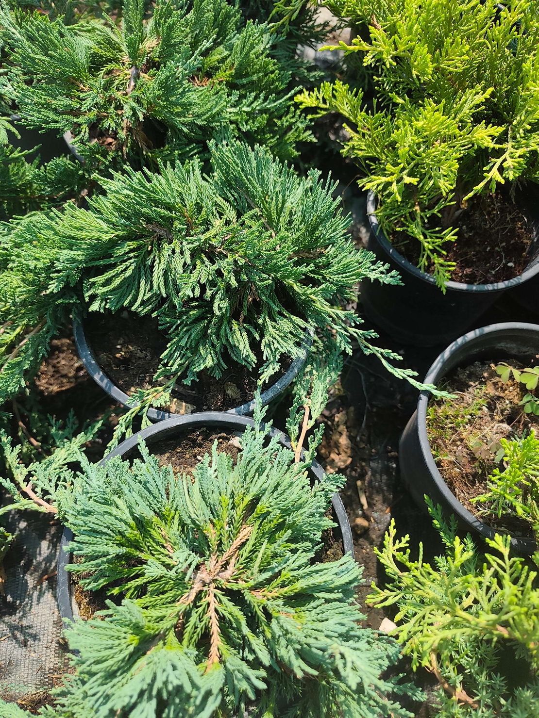 Juniperus horizontalis 'Wiltonii'