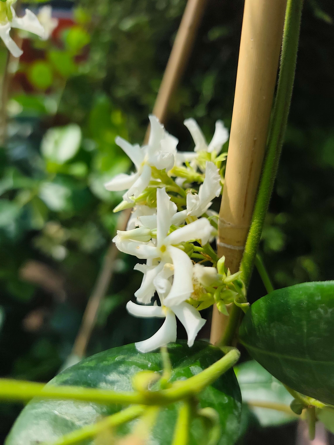 Trachelospermum jasminoides (Звездовиден жасмин)