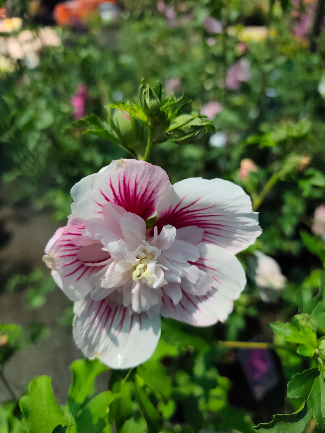 Hibiscus syriacus (Градински хибискус)