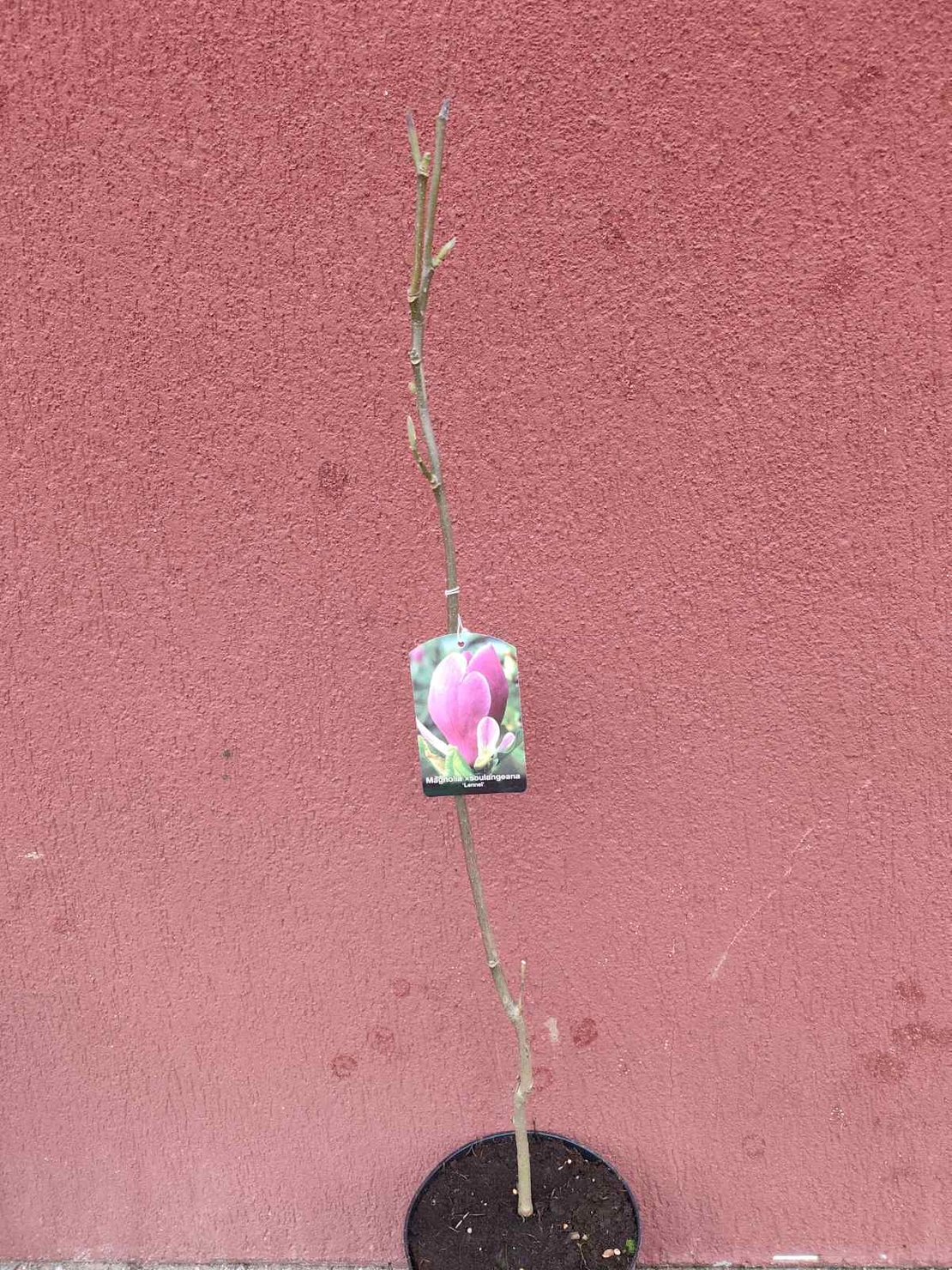 Magnolia soulangeana Lennei